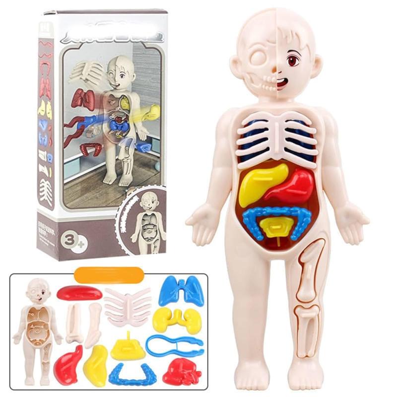 Educational Toy Human Body Anatomy Model