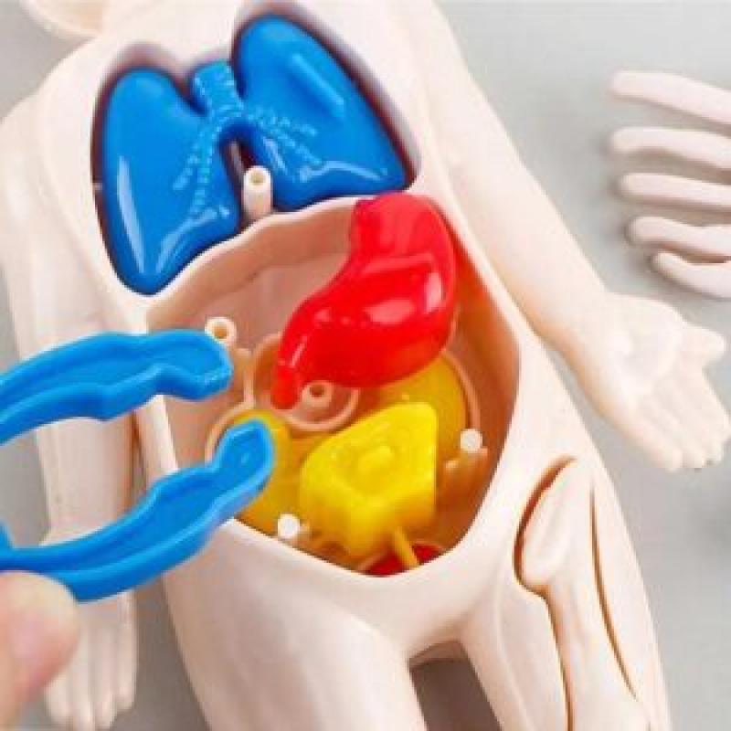 Educational Toy Human Body Anatomy Model